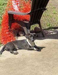 Lost Male Dog last seen Vierra Canyon, Prunedale Ca, Salinas, CA 93907