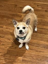 Lost Male Dog last seen Biddle and Trenton, Pittsburgh, PA 15221