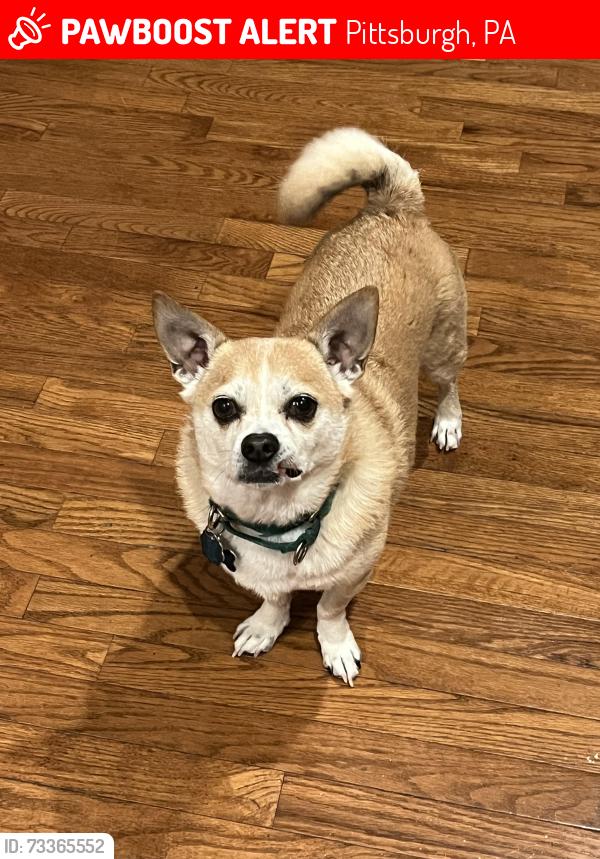 Lost Male Dog last seen Biddle and Trenton, Pittsburgh, PA 15221