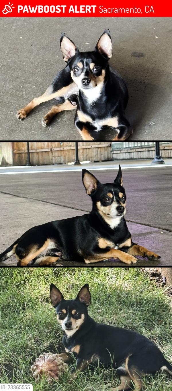 Lost Male Dog last seen Near 8th StSacramento, CA 95814United States, Sacramento, CA 95814