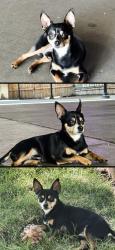 Lost Male Dog last seen Near 8th StSacramento, CA 95814United States, Sacramento, CA 95814