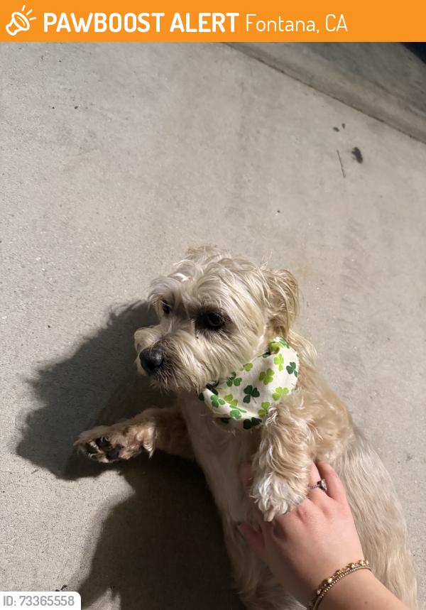 Found/Stray Male Dog last seen Mary Vagel Nature Center, Fontana, CA 92337