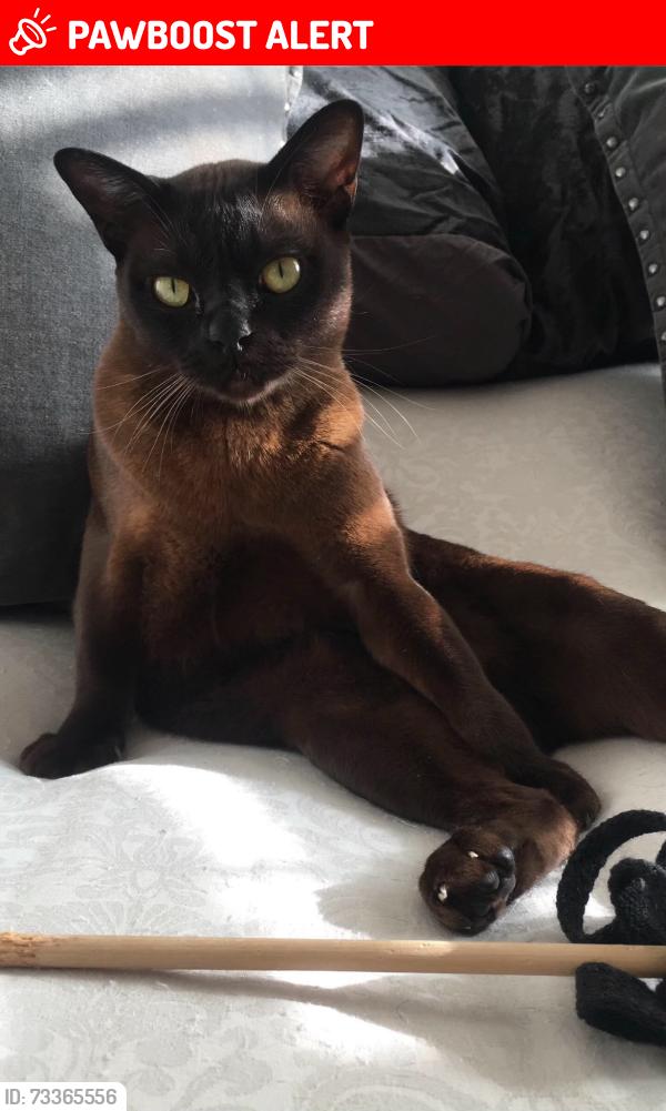 Lost Male Cat last seen Eastern Villas Road, Portsmouth, England 