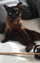 Lost Male Cat last seen Eastern Villas Road, Portsmouth, England 