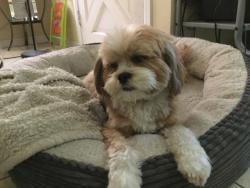 Lost Female Dog last seen Elm st and beachwood ave, Lynwood, CA 90262
