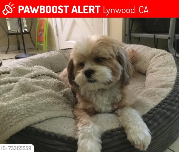 Lost Female Dog last seen Elm st and beachwood ave, Lynwood, CA 90262