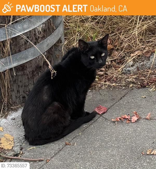 Found/Stray Unknown Cat last seen Bart station, Oakland, CA 94612