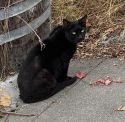 Found/Stray Unknown Cat last seen Bart station, Oakland, CA 94612