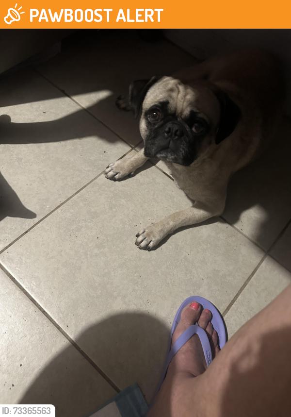 Found/Stray Male Dog last seen polk and gladstone ave, Lake View Terrace, CA 91342