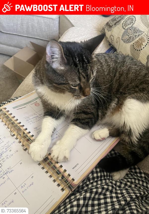 Lost Male Cat last seen Near Audubon Bloomington, Bloomington, IN 47408