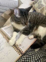 Lost Male Cat last seen Near Audubon Bloomington, Bloomington, IN 47408