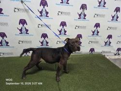 Shelter Stray Female Dog last seen , 2769 Conroy Rd, Orlando, FL 32839, USA