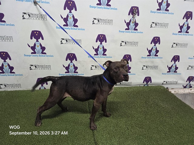 Shelter Stray Female Dog last seen , 2769 Conroy Rd, Orlando, FL 32839, USA