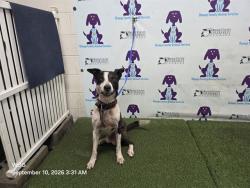 Shelter Stray Male Dog last seen , 2769 Conroy Rd, Orlando, FL 32839, USA
