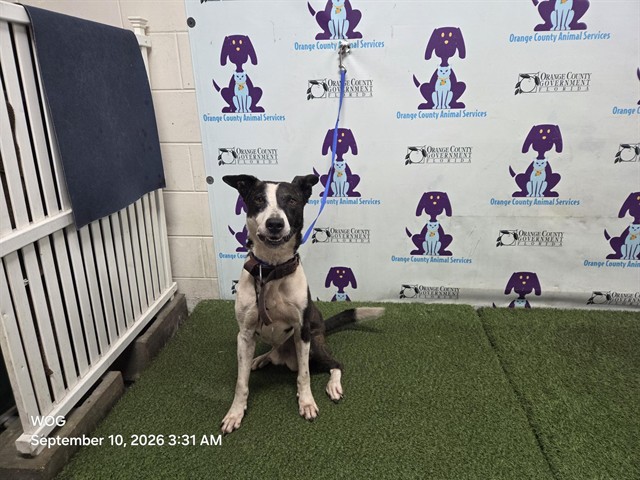 Shelter Stray Male Dog last seen , 2769 Conroy Rd, Orlando, FL 32839, USA