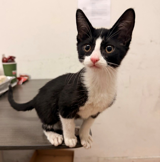 Shelter Stray Unknown Cat last seen , 216 W Victoria St, Gardena, CA 90248, USA