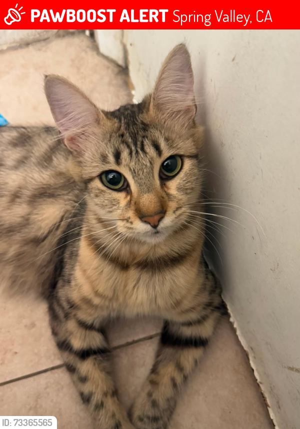 Lost Female Cat last seen Spring valley 91977, Spring Valley, CA 91941