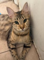 Lost Female Cat last seen Spring valley 91977, Spring Valley, CA 91941