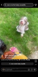 Reunited Female Dog last seen West third st, Dayton, OH 45417