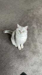 Reunited Male Cat last seen Campion Way, Hethersett, England 