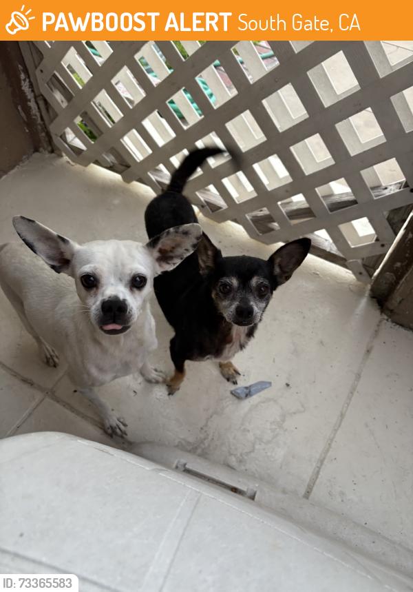 Found/Stray Female Dog last seen admore, South Gate, CA 90280