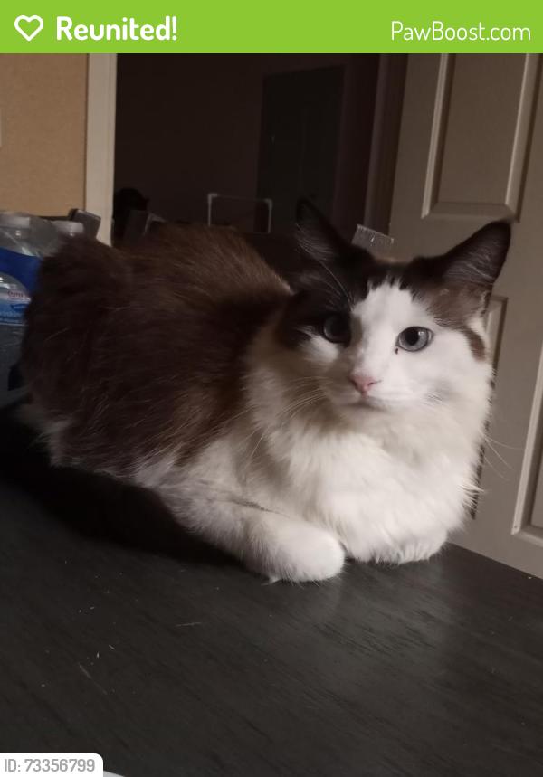 Reunited Male Cat last seen Cemetery, San Bernardino, CA 92404