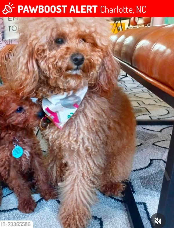 Lost Male Dog last seen Near Woodford bridge drive, Charlotte, NC 28216