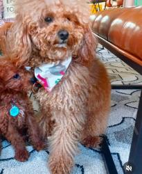 Lost Male Dog last seen Near Woodford bridge drive, Charlotte, NC 28216