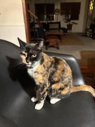 Lost Female Cat last seen Santa Anita Wash Trail, Arcadia, CA 91006