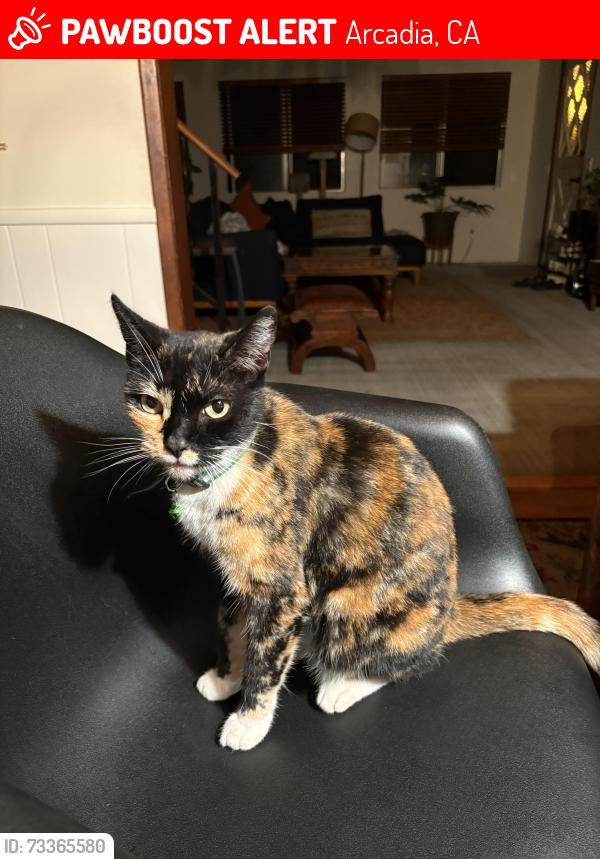 Lost Female Cat last seen Santa Anita Wash Trail, Arcadia, CA 91006