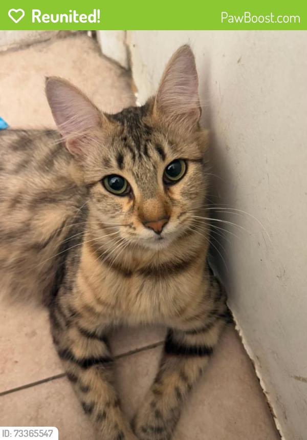 Reunited Female Cat last seen Spring valley, Spring Valley, CA 91977
