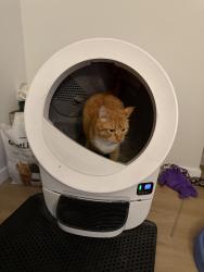 Reunited Male Cat last seen Van Loon st and queens blvd, Queens, NY 11373