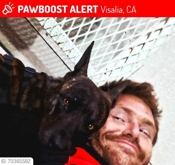 Lost Male Dog last seen Santa fe and center, Visalia, CA 93277
