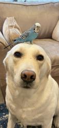 Lost Male Bird last seen Earlswood crescent, Pendeford, England WV9 5HB