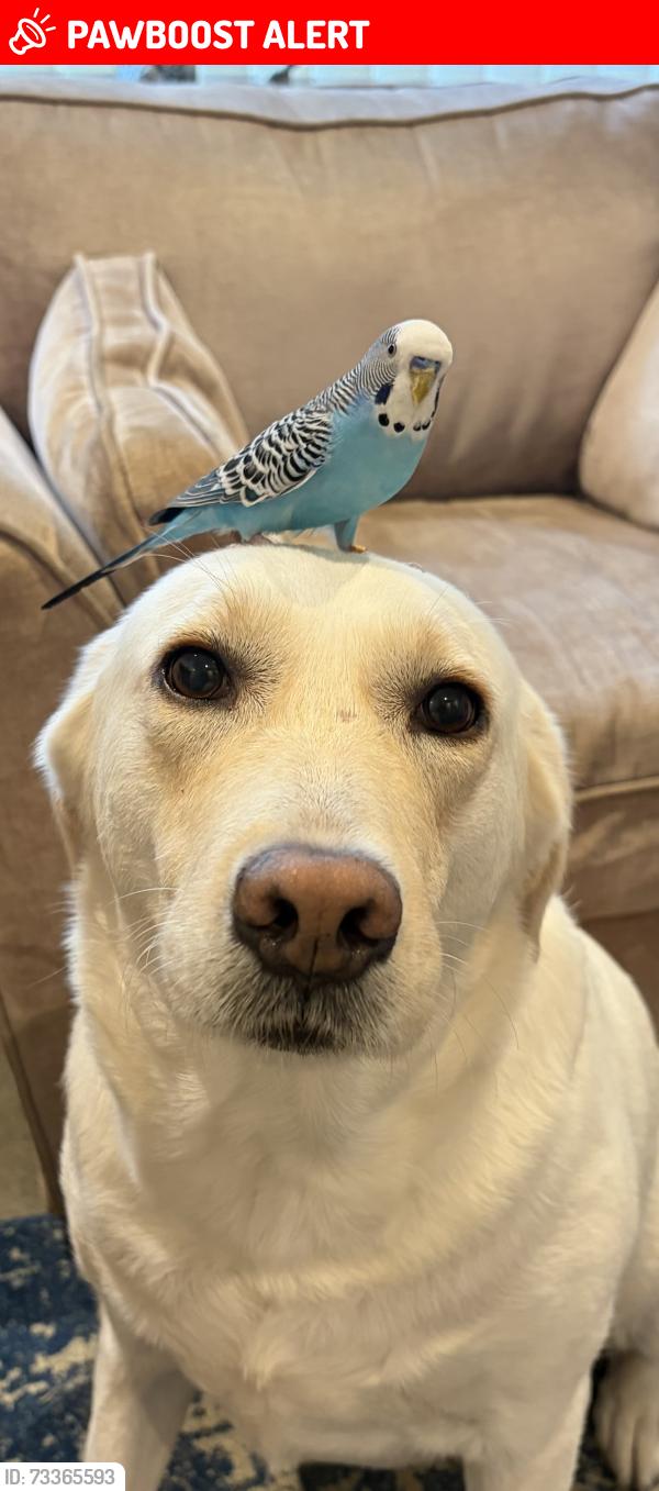 Lost Male Bird last seen Earlswood crescent, Pendeford, England WV9 5HB