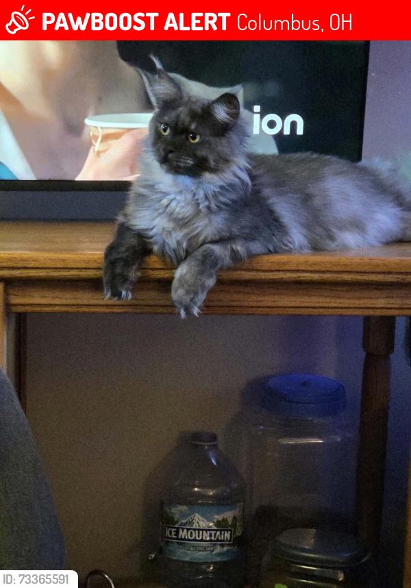 Lost Female Cat last seen Near Demorest Road Columbus Ohio, Columbus, OH 43204