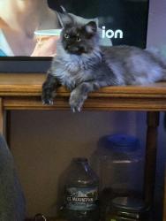 Lost Female Cat last seen Near Demorest Road Columbus Ohio, Columbus, OH 43204