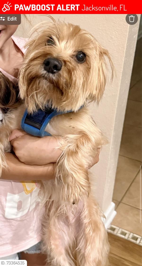 Lost Male Dog last seen Grogan's Bluff off Girvin Rd east of Atlantic and Kernan, Jacksonville, FL 32225