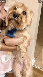 Lost Male Dog last seen Grogan's Bluff off Girvin Rd east of Atlantic and Kernan, Jacksonville, FL 32225