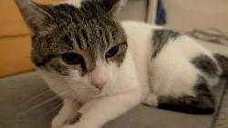 Reunited Female Cat last seen In backyards bordered by Henry St, Noe, 14th St, Sanchez, San Francisco, CA 94114