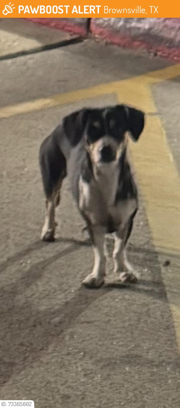 Found/Stray Unknown Dog last seen hosp area, Brownsville, TX 78520