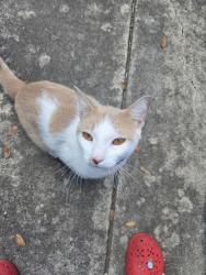 Lost Male Cat last seen El Dorado Elementary, San Antonio, TX 78233