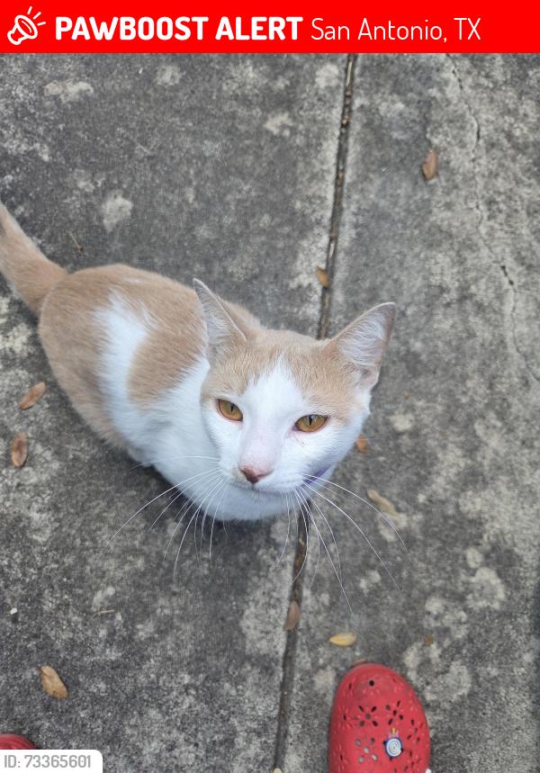 Lost Male Cat last seen El Dorado Elementary, San Antonio, TX 78233