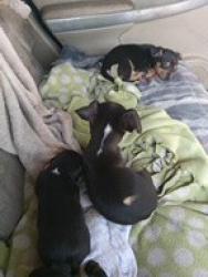 Lost Male Dog last seen Little Caesars pizza in Lindsay, Ca, Lindsay, CA 93247