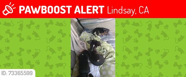 Lost Male Dog last seen Little Caesars pizza in Lindsay, Ca, Lindsay, CA 93247