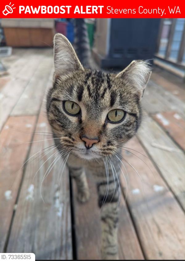 Lost Male Cat last seen S highway 231 & Johnson-Hidden Rd., Stevens County, WA 99173