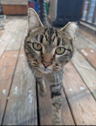 Lost Male Cat last seen S highway 231 & Johnson-Hidden Rd., Stevens County, WA 99173