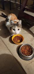 Lost Female Cat last seen Requa, Indio, CA 92201