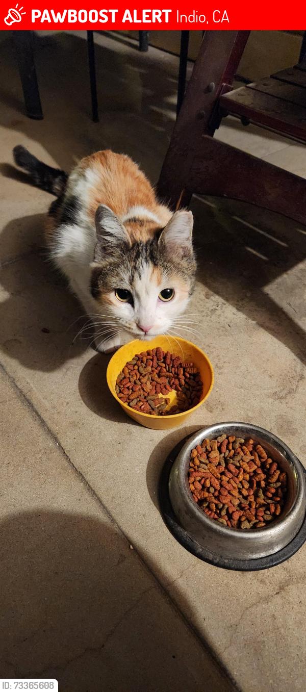 Lost Female Cat last seen Requa, Indio, CA 92201