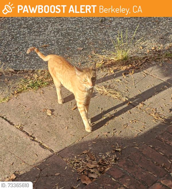 Found/Stray Unknown Cat last seen Julia and Sacramento, Berkeley, CA 94703